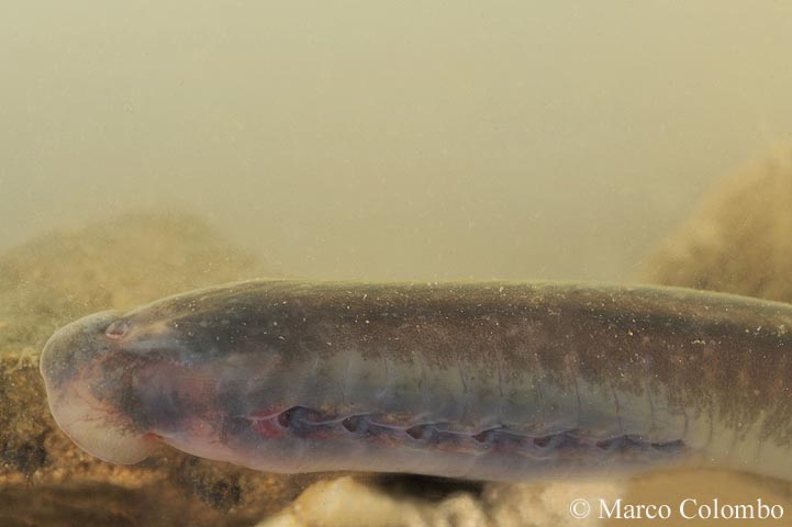 lampreda di mare Petromyzon marinus